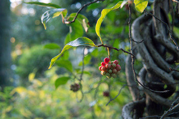 サネカズラ（Kadsura japonica）の果実／マツブサ科・11月