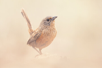 Alert Dusky grasswren (Amytornis purnelli) perched on rock with blurred background