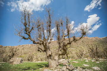Nature in autumn season, Erbil, Iraq