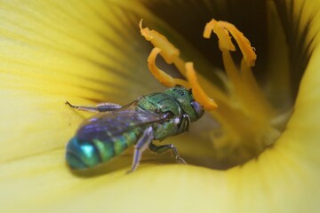 A Metallic Green Sweat Bee on a yellow flower petal .selective focus.macro view