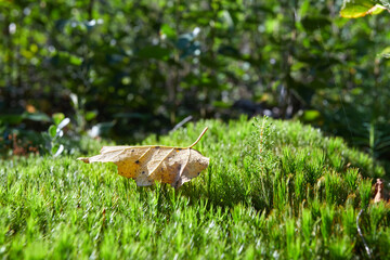 Fallen leaf on green grass in sunny day. Selective focus.