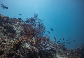 Naklejka na ściany i meble underwater sea fan gorgonia in tropical indonesia with fish