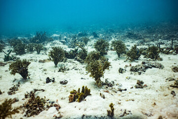 Naklejka na ściany i meble underwater ocena floor sandy bottom and algae in tropical indonesia