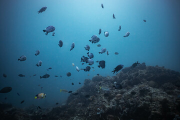 fish under water in tropical indonesia coral reef