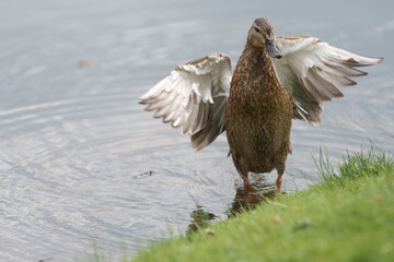 Female common duck on a lake shore cleaning feather