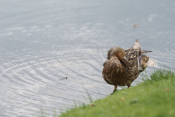 Female common duck on a lake shore cleaning feather