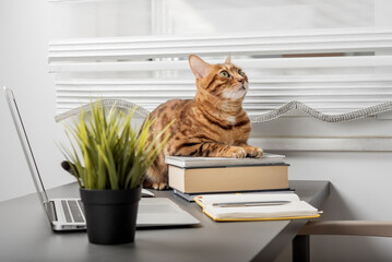 A domestic Bengal cat sits on a table next to a laptop. Funny cat in the home office. Business concept.