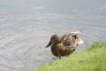 Female common duck on a lake shore cleaning feather
