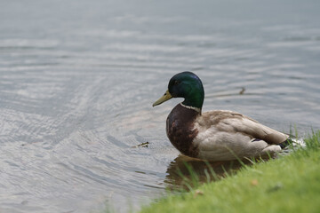 Obraz premium Male common duck on a lake shore