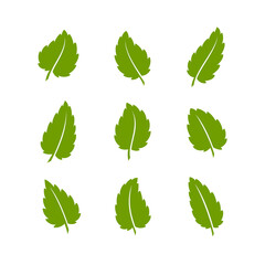Set of green leaves. Leaves isolated on white background. Flat style. Vector illustration.	