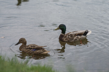 Naklejka na ściany i meble common ducks swimming in a lake