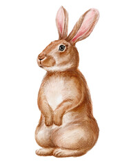 Obraz premium Rabbit on transparent background. Cute animal illustration.