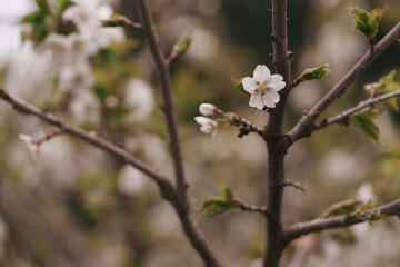 Closeup cherry blossom in a spring