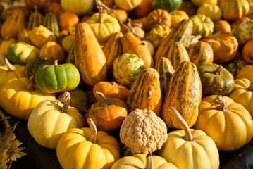 Colorful pumpkins assortment on the autumn season market