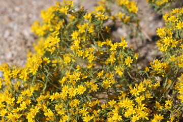 Yellow flowering terminal indeterminate racemose radiate head inflorescences of Pectis Papposa Variety Papposa, Asteraceae, native annual gynomonoecious herb in the Borrego Valley Desert, Autumn.