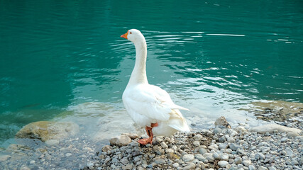 Fototapeta premium goose swims in mountain park white goose isolated on turquoise background