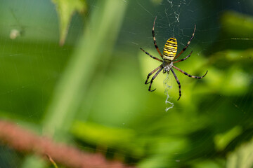 A yellow striped wasp spider sitting in its spider web outside in the garden waiting for prey

