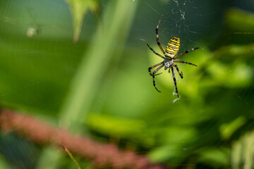 A yellow striped wasp spider sitting in its spider web outside in the garden waiting for prey
