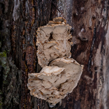 Mushroom Bjerkandera adusta or Bjerkandera fumosa on a willow tree trunk