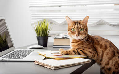 Red cat works at a computer from home. Home office during self-isolation and quarantine.