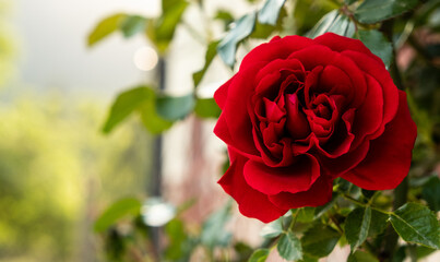 isolated spring red roses closeup on gray wall
copy space