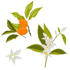 Blossoming orange twig and branch with orange fruits and flowers set on a white background, digital drawing.