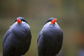 Two inca terns (Larosterna inca) seen from the front