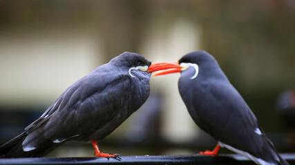 Two inca terns (Larosterna inca) seen from the side