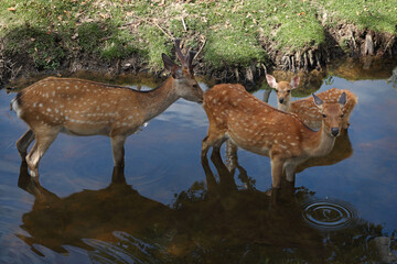 Deer family in the river, Nara, Japan