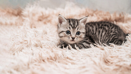 A picture of a small striped kitten playing funny and fooling around on a soft blanket.