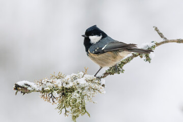 Naklejka premium Coal tit 