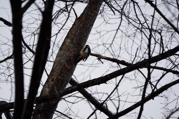 雪の降った公園にいたアカゲラ