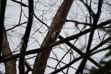 雪の降った公園にいたアカゲラ