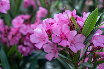 Close up view pink oleander or Nerium flower blossoming on tree. Beautiful colorful floral background
Antalya ,Turkey