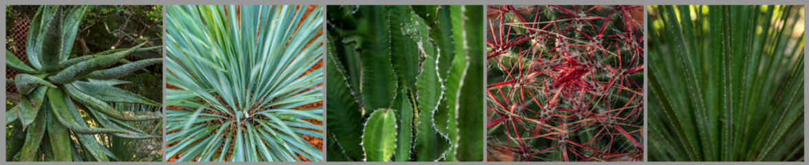 Cacti and succulents in the park. Close-up. Set, collage. Panorama format.