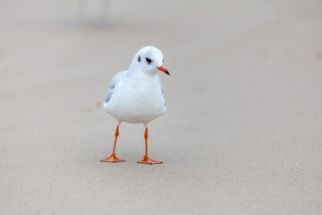 Seagull in the natural environment on the Baltic Sea.