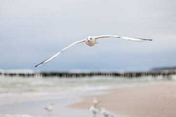 Seagull in the natural environment on the Baltic Sea.