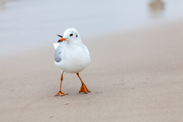 Seagull in the natural environment on the Baltic Sea.