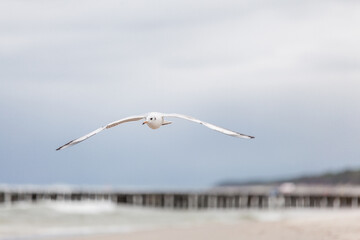 Seagull in the natural environment on the Baltic Sea.