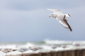 Seagull in the natural environment on the Baltic Sea.