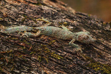 Southern Leaf-tail Gecko - Uroplatus sikorae, rain forest, Madagascar. Rare well masked gecko hidden on the tree in forest. Mimicry. Camouflage.