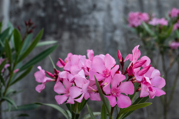 Close up view pink oleander or Nerium flower blossoming on tree. Beautiful colorful floral background