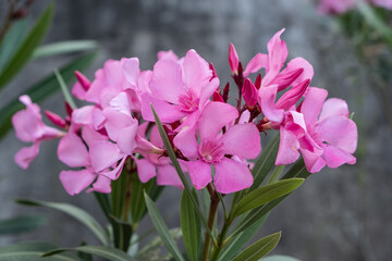 Close up view pink oleander or Nerium flower blossoming on tree. Beautiful colorful floral background