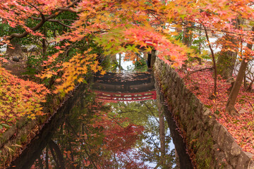 紅葉の鎌倉鶴岡八幡宮