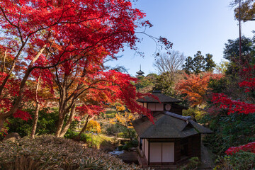 紅葉の横浜三渓園