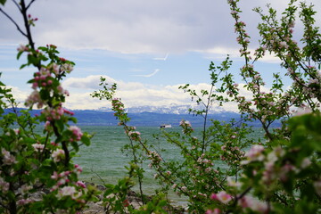 Blick durch Baumblüten auf einen See mit Schneeberge im Hintergrund