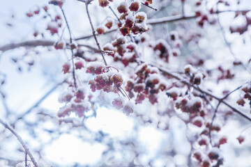 聖高原中牧湖湖畔から霧氷の木々