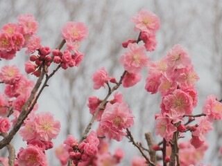 梅の花　紅梅