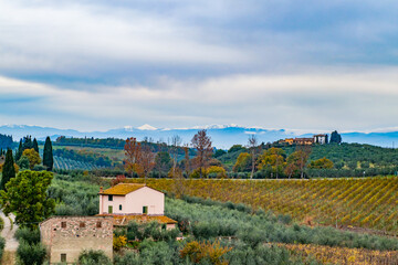 Beautiful countryside view in Tuscany, Italy. Farm landscape with grape vine rows and olive trees grove. Autumn in Italy - Powered by Adobe