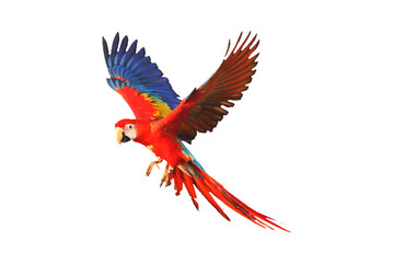 Scarlet macaw parrot flying isolated on transparent background png file - obrazy, fototapety, plakaty